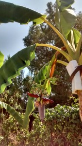 Sunny enough for bananas!