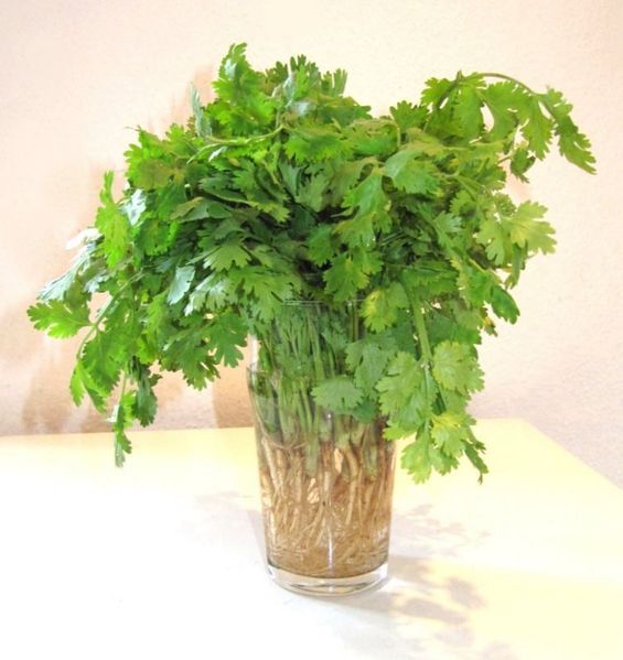 Coriander in a vase of water